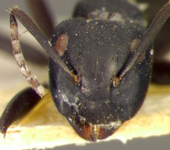 Media type: image; Entomology 22711   Aspect: head frontal view